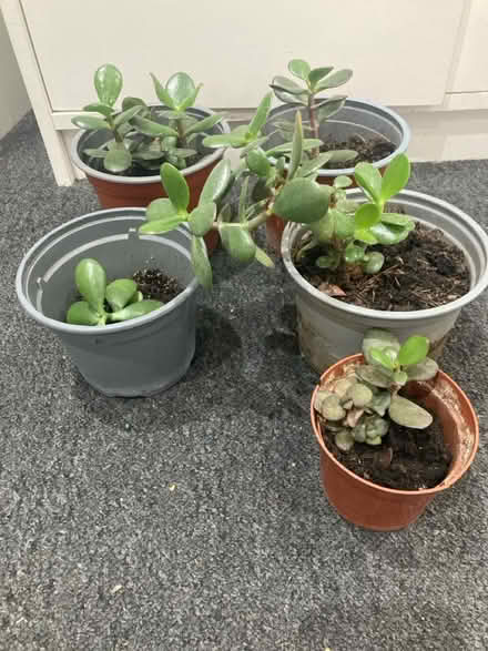 Photo of free Beautiful jade plant with pot (Edgware) #1