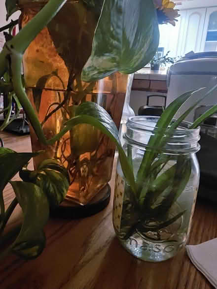 Photo of free Spider plants & Pathos cuttings (Carlisle / Gibson) #1