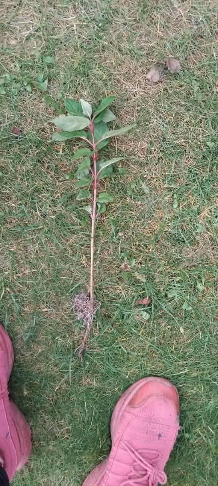Photo of free Fuschia sapling (Ingol PR2) #1