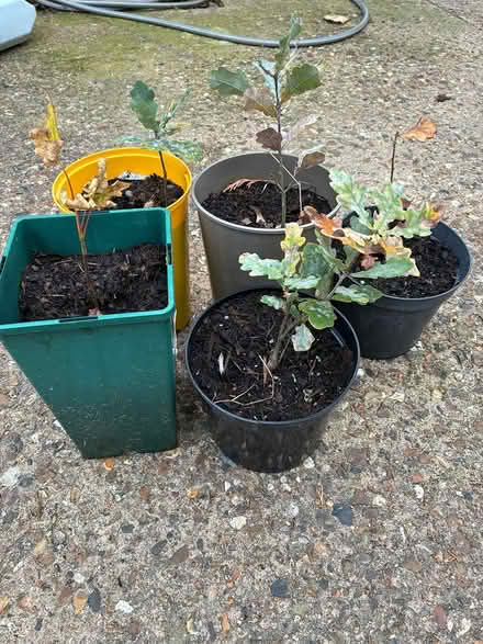 Photo of free Small oak trees (Burnham on Crouch CM0) #1