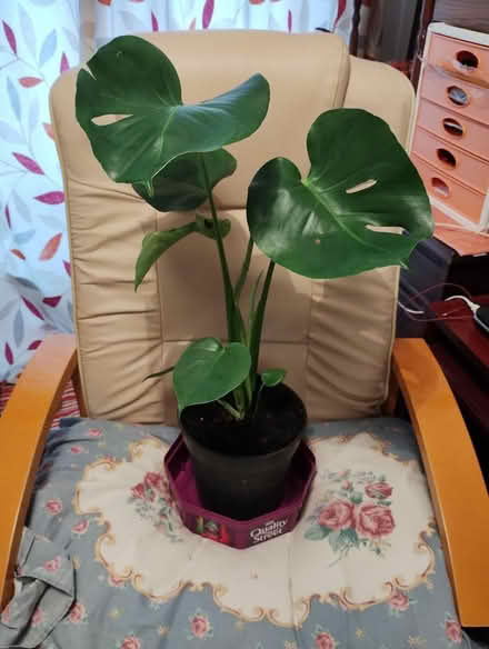 Photo of free Monstera (Bratton) #1