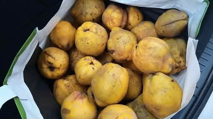 Photo of free Windfall of quince (Cox Green SL6) #2