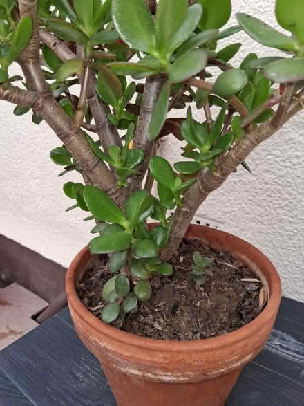Photo of free Jade (Money) plant (Hoddesdon EN11) #4