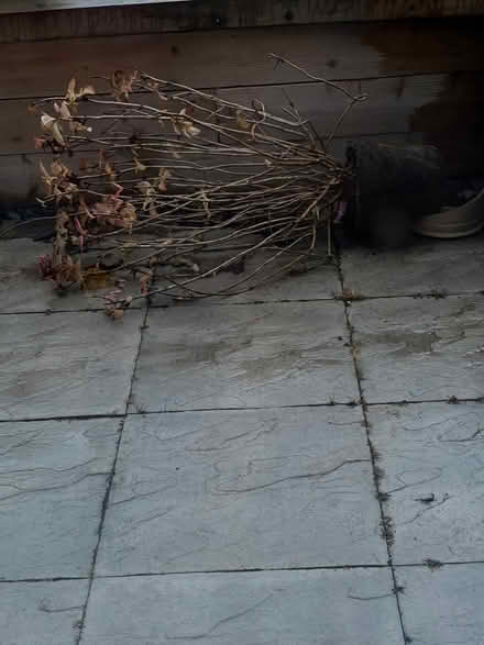 Photo of free Hydrangea plant (Great Boughton CH3) #1