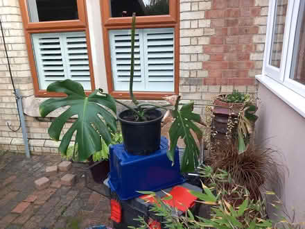 Photo of free Cheese plant (Blunham) #2