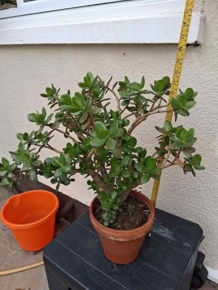 Photo of free Jade (Money) plant (Hoddesdon EN11) #1