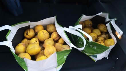 Photo of free Windfall of quince (Cox Green SL6) #3