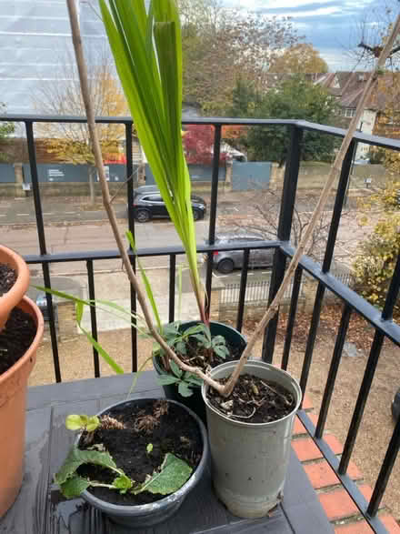 Photo of free Plant pots some with planting (TW1 St Margaret’s) #2