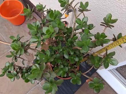 Photo of free Jade (Money) plant (Hoddesdon EN11) #2