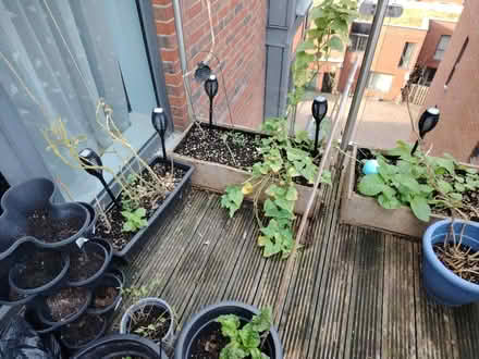 Photo of free Planters only (Edgware NW9) #1