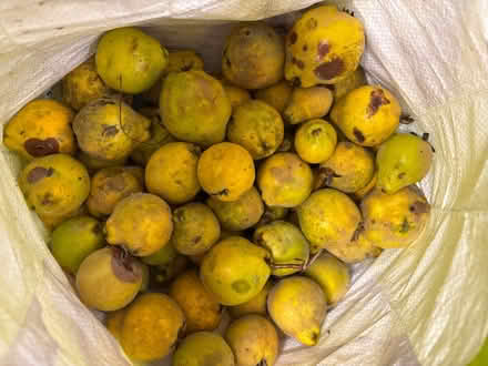 Photo of free Quinces (Eastbourne BN20) #1