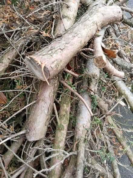 Photo of free firewood (ferndown BH22) #3