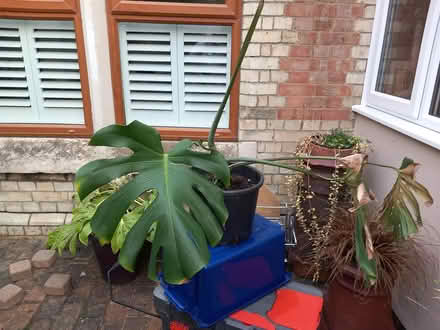 Photo of free Cheese plant (Blunham) #1