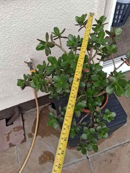 Photo of free Jade (Money) plant (Hoddesdon EN11) #3