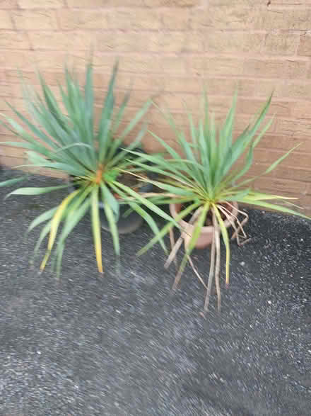 Photo of free 2 yucka plants (Monkmoor SY2) #1