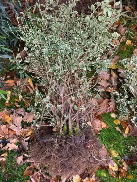 Photo of free Euronymous plants x5 (Waterlooville PO7) #1