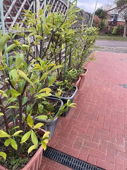 Photo of free Laurel Hedging in pots (Cuffley) #2
