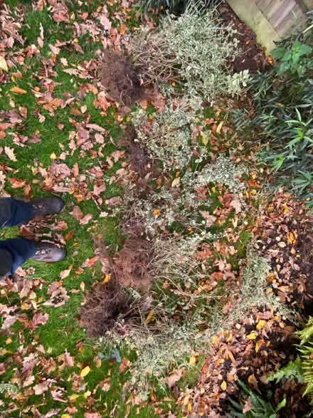 Photo of free Euronymous plants x5 (Waterlooville PO7) #2