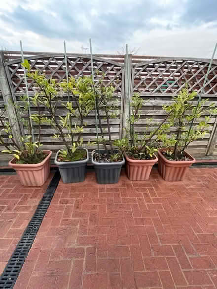 Photo of free Laurel Hedging in pots (Cuffley) #1