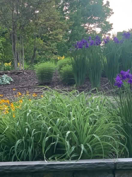 Photo of free Iris plants (purple) (Reston - Vienna) #1