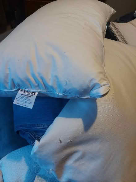 Photo of free Feather pillows (Presteigne LD8) #1