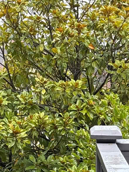 Photo of free Magnolia Grandiflora leaves (Brown’s Point) #1