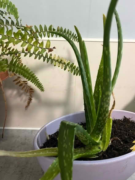 Photo of free Unpotted aloe Vera (Broadwater SG2) #1