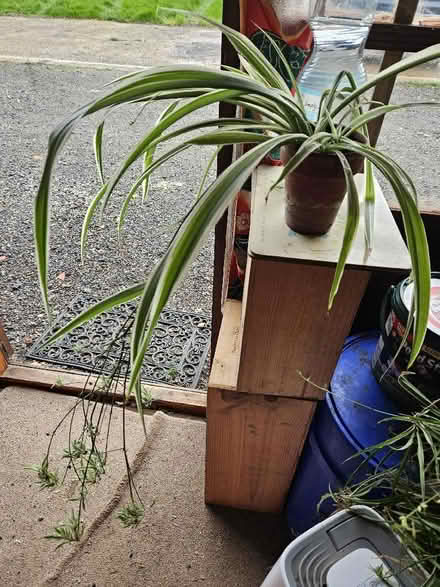 Photo of free Several Spider Plants (Battle TN33) #2