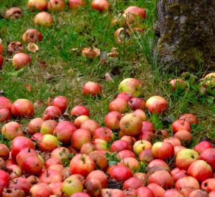 Photo of Windfall apples (Bath BA2) #1