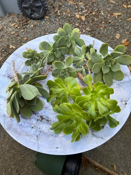 Photo of free Aeonium/Echeverria (Union City near Quarry Lakes) #1