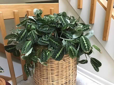 Photo of free prayer plants (Pittsford) #1