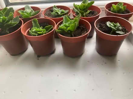 Photo of free House plants to sell for charity (Micklefield HP13) #1