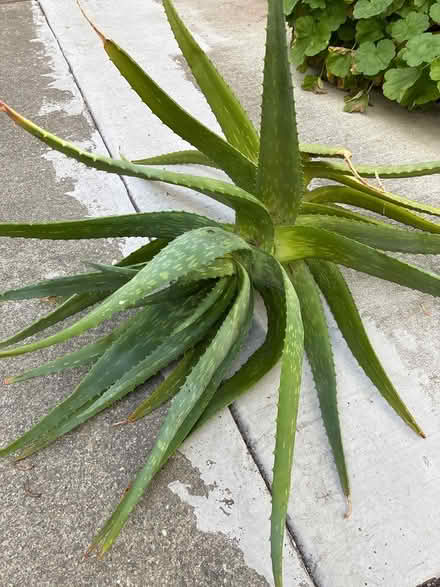 Photo of free Aloe (Union City near Quarry Lakes) #1