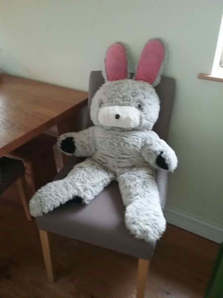 Photo of free Flossie, giant rabbit (Wrenbury CW5) #1
