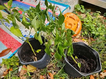 Photo of free Last call for pepper plants (Near the experimental farm) #1