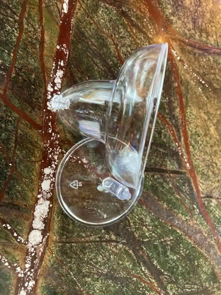 Photo of free Plastic champagne glasses (Downtown Frederick) #1