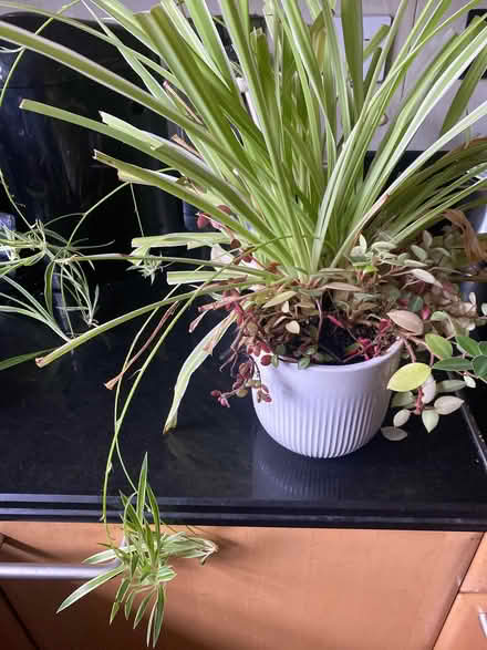 Photo of free Spider plant (Kimberley NG16) #1