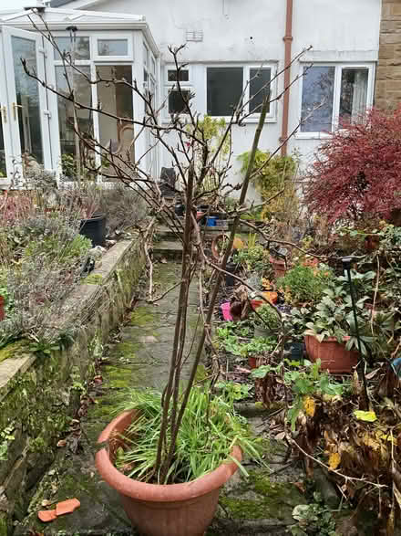 Photo of free Standard Gooseberry (Leeds LS14) #1