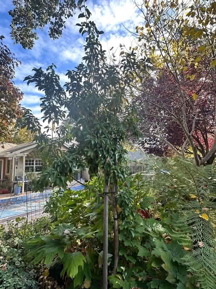 Photo of free Mountain moon dogwood tree (Redwood city) #1