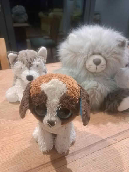 Photo of free Stuffed toys (Weston) #1