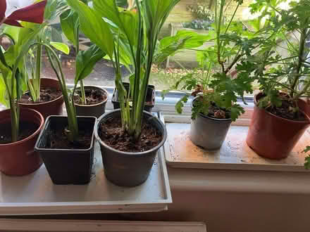 Photo of free House plants to sell for charity (Micklefield HP13) #2