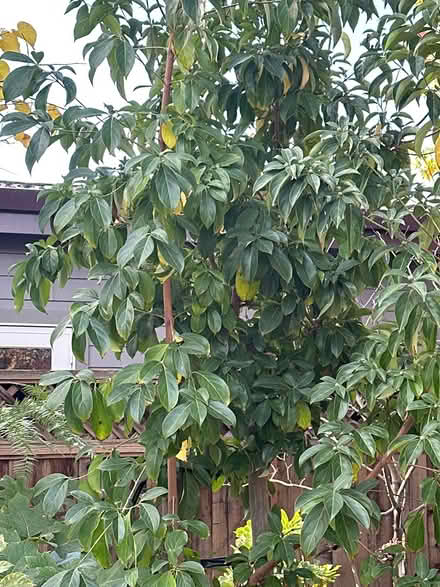 Photo of free Mountain moon dogwood tree (Redwood city) #3