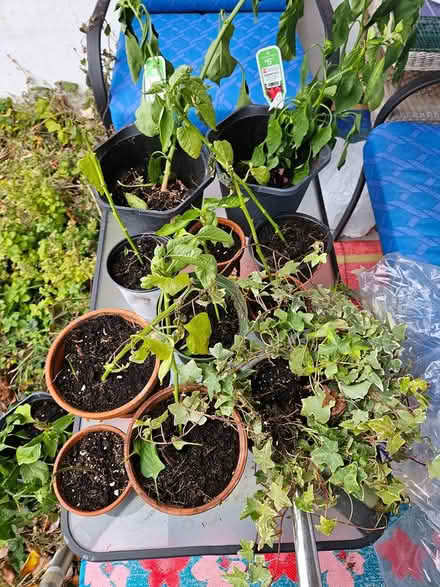 Photo of free Last call for pepper plants (Near the experimental farm) #2