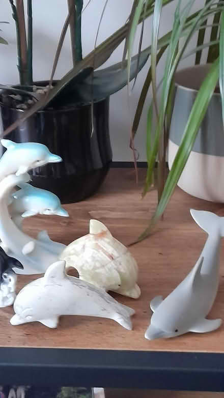 Photo of free Animal collection (Marshalswick St.Albans) #3