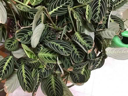 Photo of free prayer plants (Pittsford) #2