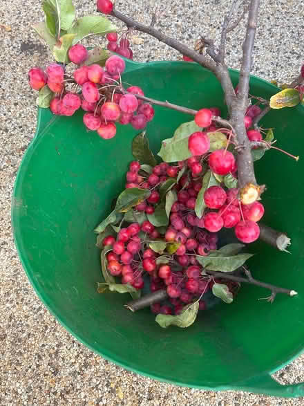 Photo of free Crab apples (Ashford, Surrey TW15) #2