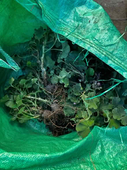 Photo of free Getaniums and plastic pits (Streatham Hill) #2