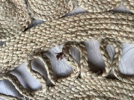 Photo of free Rug (Pembury TN2) #4