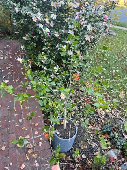 Photo of free Hibiscus tree w coral flowers (Kings park west) #2