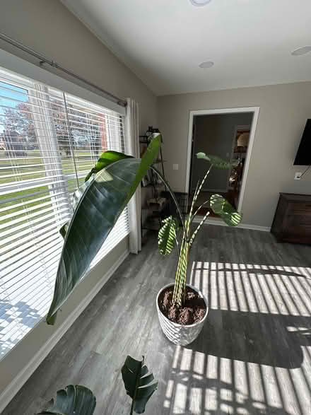 Photo of free Plant- White Bird of Paradise (Williamsport, MD) #2